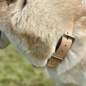 Coleira de couro para cachorro Pet Cher Apolo