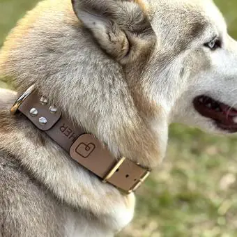 Coleira de couro para cachorro Pet Cher Apolo - Código 1