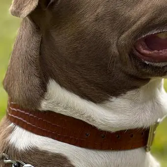 Coleira de couro para cachorro Pet Cher Astro