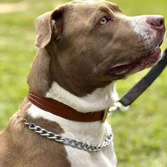 Coleira de couro para cachorro Pet Cher Astro - Código 2