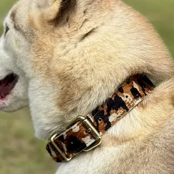 Coleira de couro para cachorro Pet Cher Bolt - Código 3