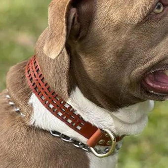 Coleira de couro para cachorro Pet Cher Jade