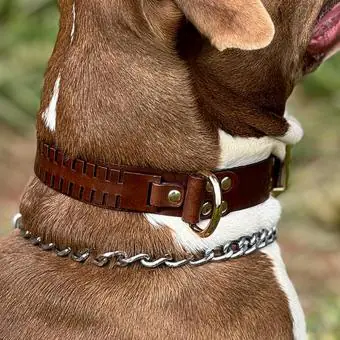 Coleira de couro para cachorro Pet Cher Pandora - Código 6