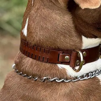 Coleira de couro para cachorro Pet Cher Pandora