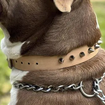 Coleira de couro para cachorro Pet Cher Rock